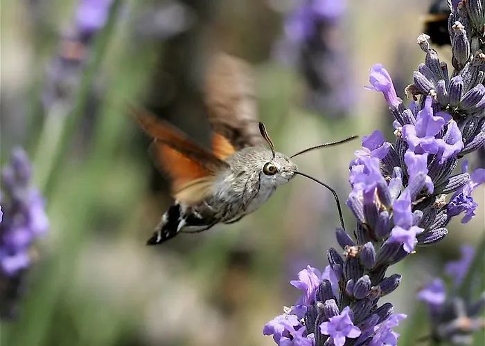 Maison Lavande Saint-Jean-d'Angely